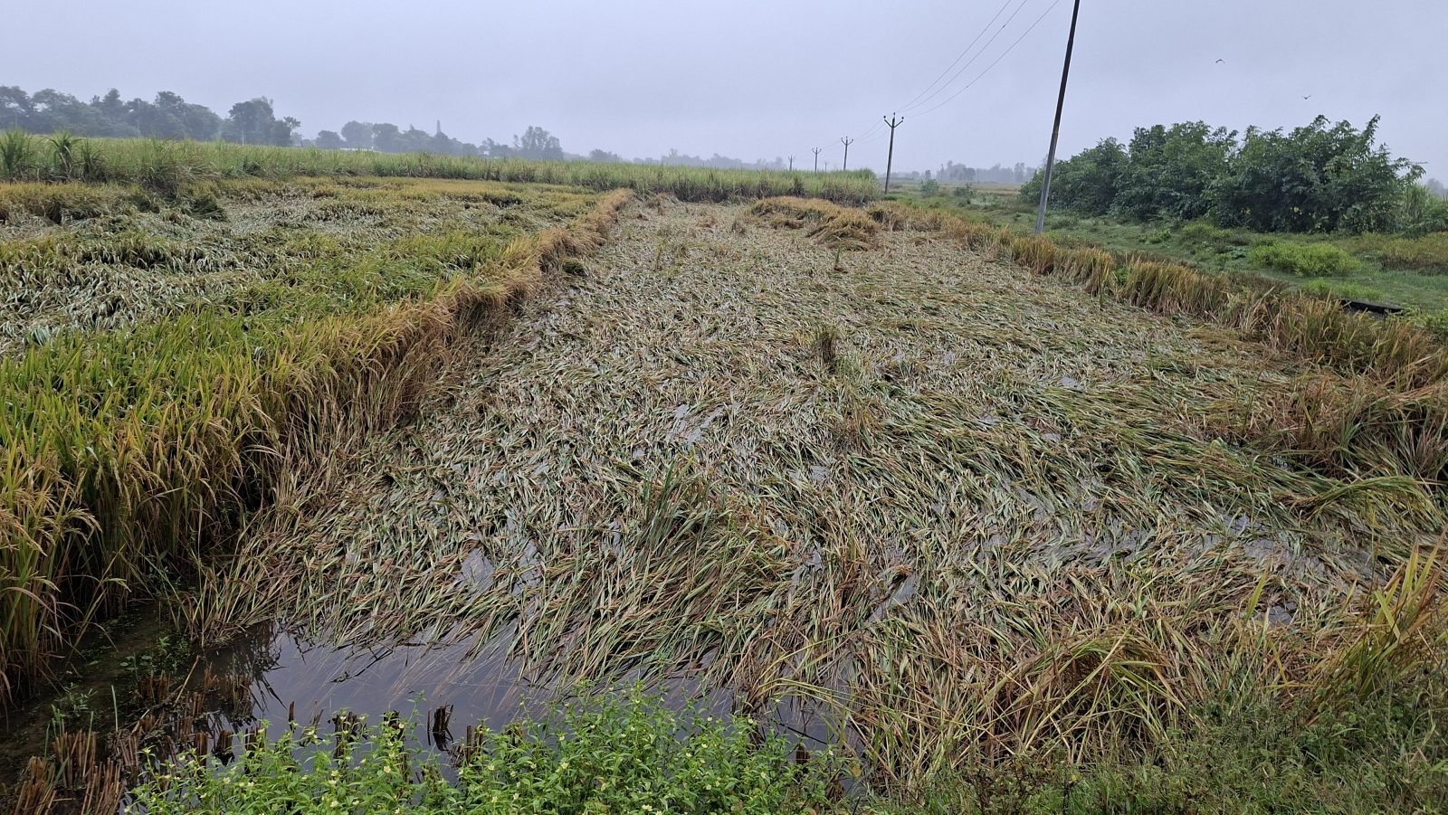 30 घंटे से अधिक बारिश ने किसानों की बढ़ाई चिंता, धान की फसल बर्बाद; सरसों की बुवाई पर भी संकट